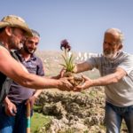 Saving the cedar iris