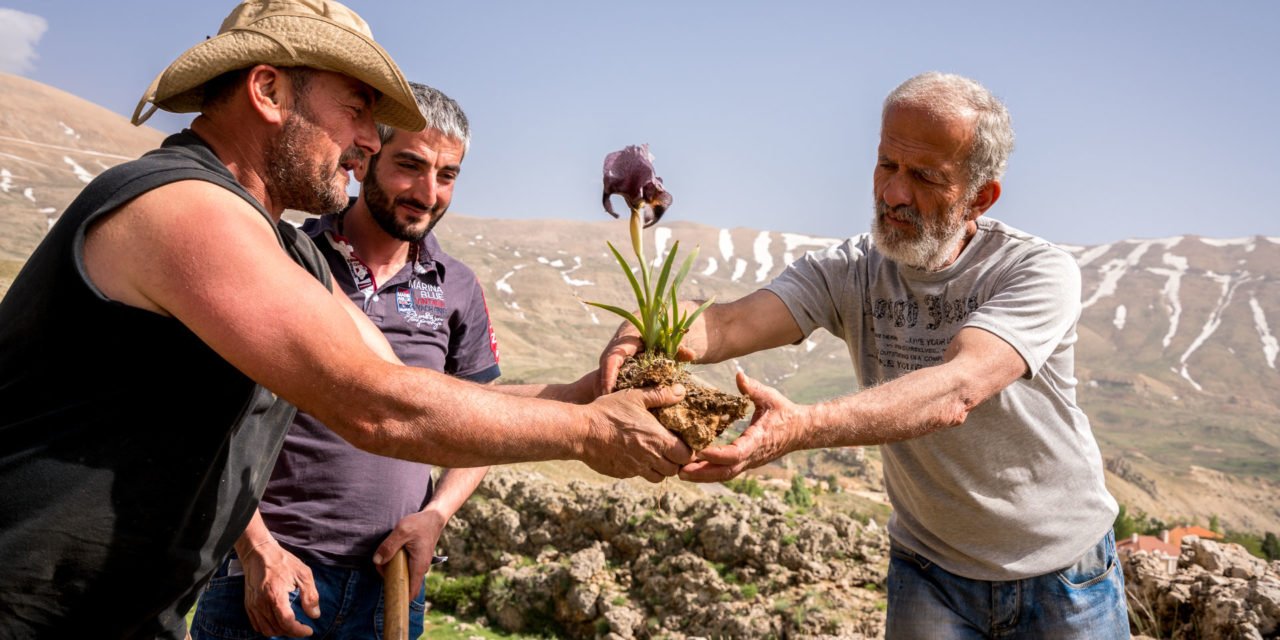 La sauvegarde de l&rsquo;iris des cèdres