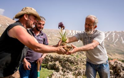 La sauvegarde de l’iris des cèdres