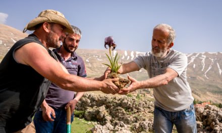 La sauvegarde de l’iris des cèdres