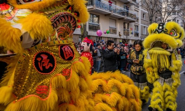 Yellow lions in front of photographers