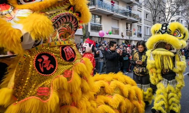Lions jaunes devant les photographes