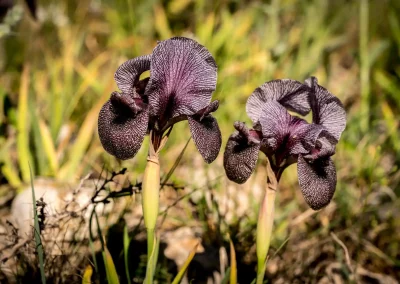 Deux iris des cèdres côte à côte