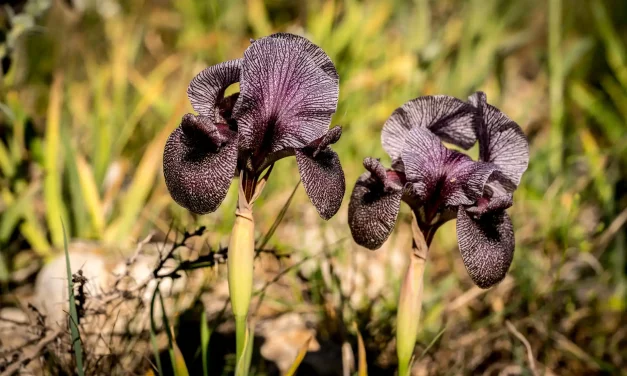 Deux iris des cèdres côte à côte Deux iris des cèdres côte à côte