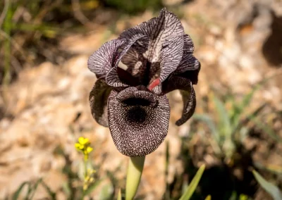 Iris des cèdres en fleur face au soleil