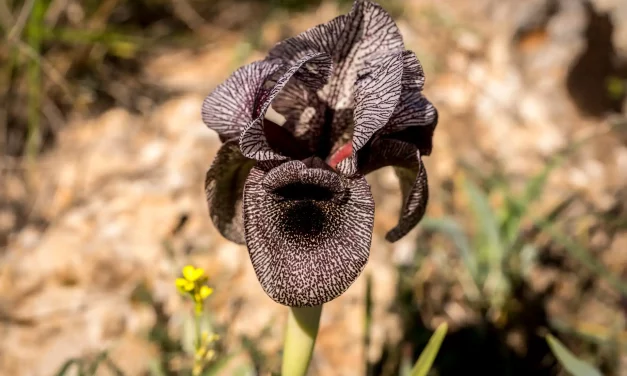 Iris des cèdres en fleur face au soleil Iris des cèdres en fleur face au soleil