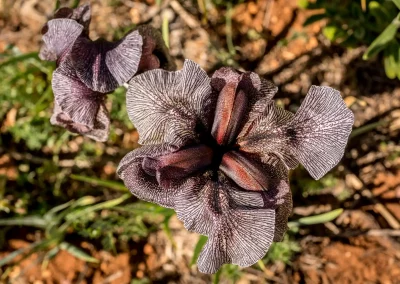 Vue plongeante sur des iris des cèdres