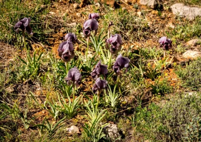 Colonie d'iris des cèdres en fleur