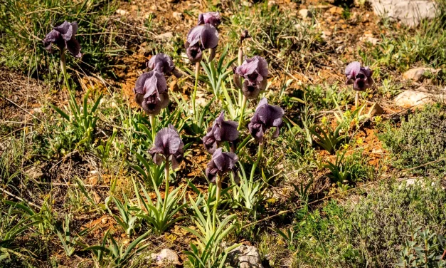 Colonie d'iris des cèdres en fleur Colonie d'iris des cèdres en fleur