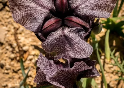 Iris des cèdres, fleur ouverte et fleur fanée