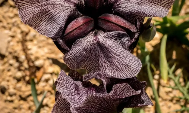 Iris des cèdres, fleur ouverte et fleur fanée Iris des cèdres, fleur ouverte et fleur fanée