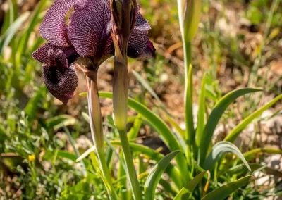 Iris des cèdres en fleur et bouton à venir