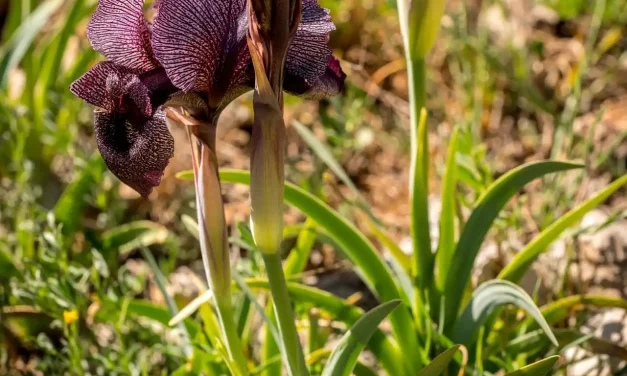 Iris des cèdres en fleur et bouton à venir Iris des cèdres en fleur et bouton à venir