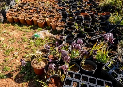Pépinière à flanc de montagne, iris en pot au premier plan