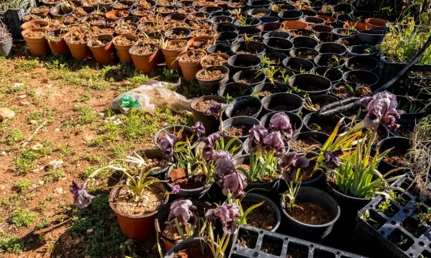 Pépinière à flanc de montagne, iris en pot au premier plan Pépinière à flanc de montagne, iris en pot au premier plan