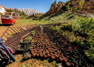 Pépinière d'iris des cèdres près d'un vieux combi