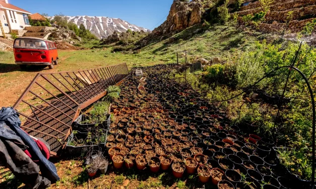 Pépinière d'iris des cèdres près d'un vieux combi Pépinière d'iris des cèdres près d'un vieux combi