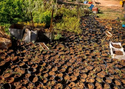 Vaste pépinière d'iris des cèdres