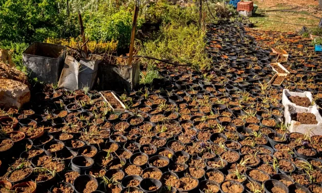 Vaste pépinière d'iris des cèdres Vaste pépinière d'iris des cèdres
