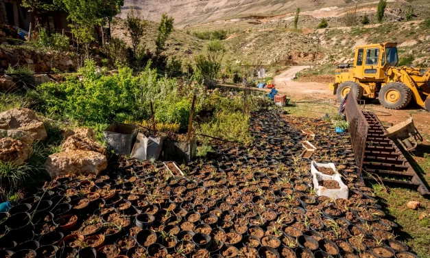 Nurserie de l'iris des cèdres Nurserie de l'iris des cèdres