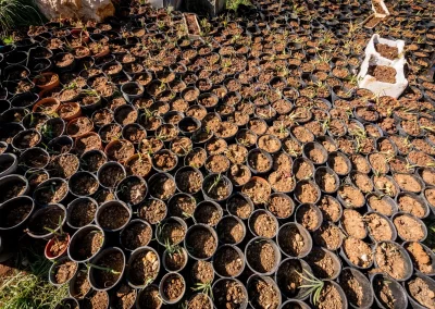 Rangées serrées de pots d'iris des cèdres