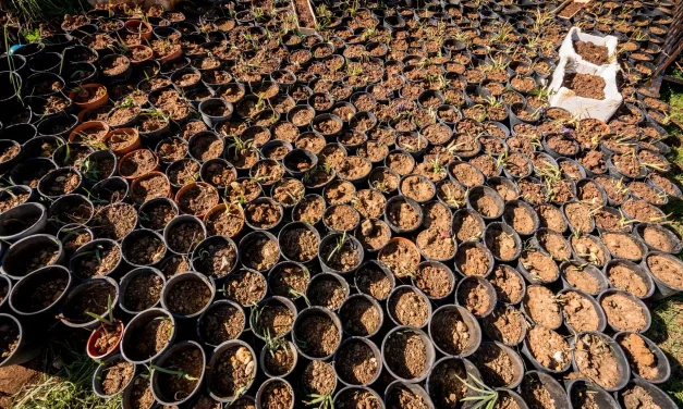 Rangées serrées de pots d'iris des cèdres Rangées serrées de pots d'iris des cèdres