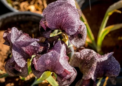 Iris des cèdres en pot, prêts pour la transplantation