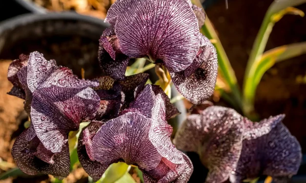 Iris des cèdres en pot, prêts pour la transplantation Iris des cèdres en pot, prêts pour la transplantation