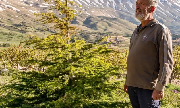 Le docteur Youssef Tawk et un jeune cèdre du Liban Le docteur Youssef Tawk et un jeune cèdre du Liban