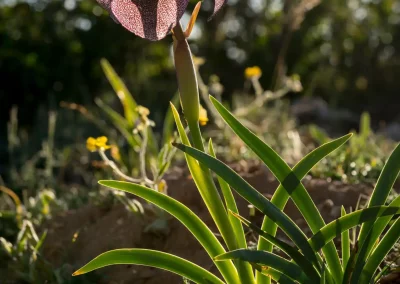 Iris des cèdres à contre-jour parmi les fleurs sauvages