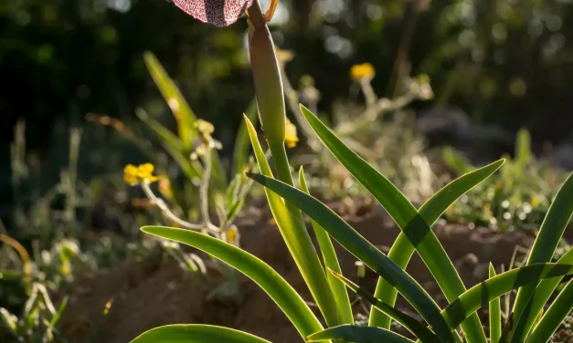 Iris des cèdres à contre-jour parmi les fleurs sauvages Iris des cèdres à contre-jour parmi les fleurs sauvages