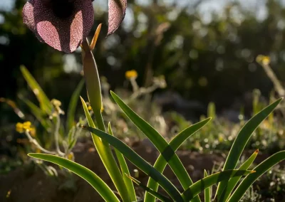 Iris des cèdres à contre-jour dans son habitat