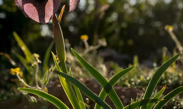 Iris des cèdres à contre-jour dans son habitat Iris des cèdres à contre-jour dans son habitat