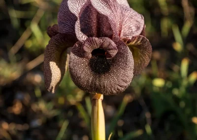 Détail macro d'une fleur d'iris des cèdres