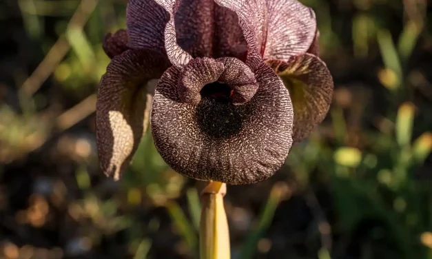 Détail macro d'une fleur d'iris des cèdres Détail macro d'une fleur d'iris des cèdres
