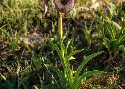 Iris des cèdres au milieu des herbes