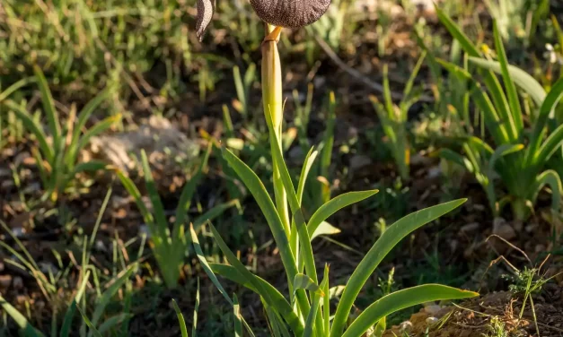Iris des cèdres au milieu des herbes Iris des cèdres au milieu des herbes