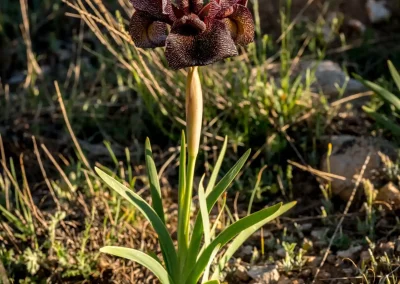 Iris des cèdres parmi les herbes sèches