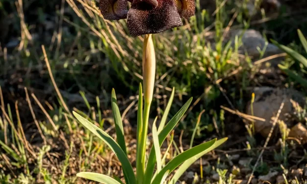 Iris des cèdres parmi les herbes sèches Iris des cèdres parmi les herbes sèches