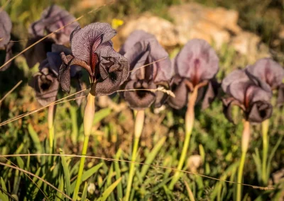 Rangée d'iris des cèdres en fleur
