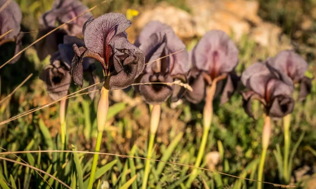 Rangée d'iris des cèdres en fleur Rangée d'iris des cèdres en fleur