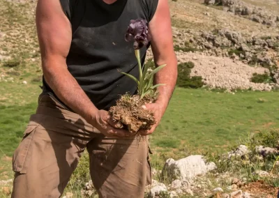 Extraction d'un iris des cèdres avec son bulbe