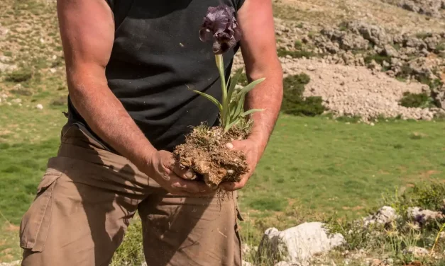 Extraction d'un iris des cèdres avec son bulbe Extraction d'un iris des cèdres avec son bulbe