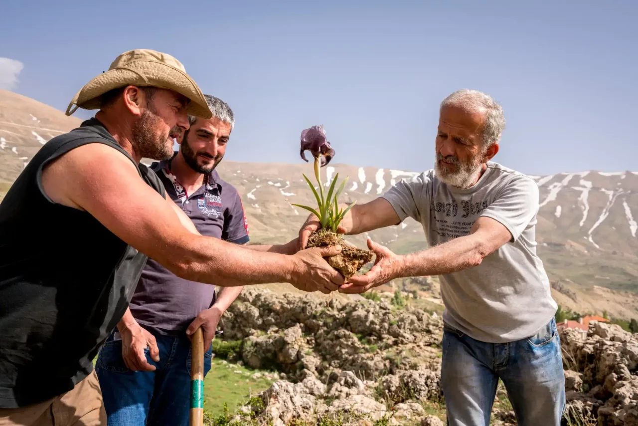 La sauvegarde de l’iris des cèdres
