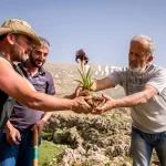 La sauvegarde de l&rsquo;iris des cèdres