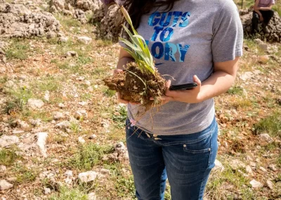 Une jeune volontaire et son iris des cèdres sauvé